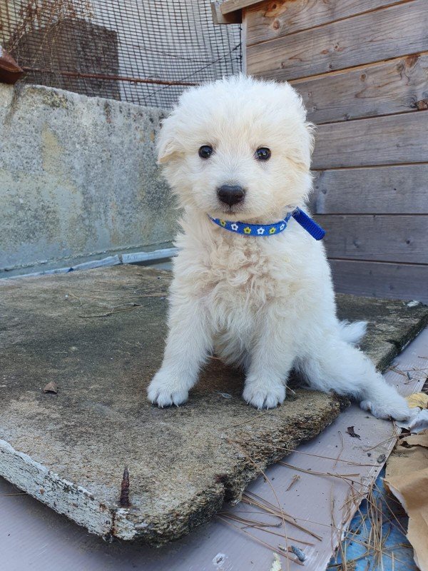 Coco