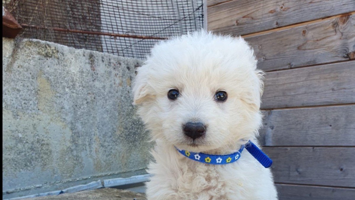Coco