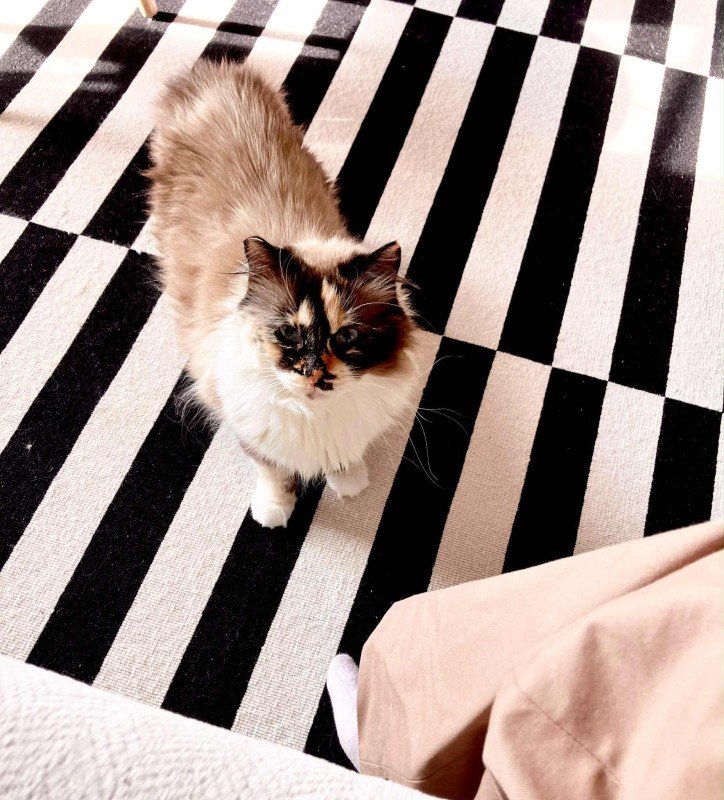 Jella
