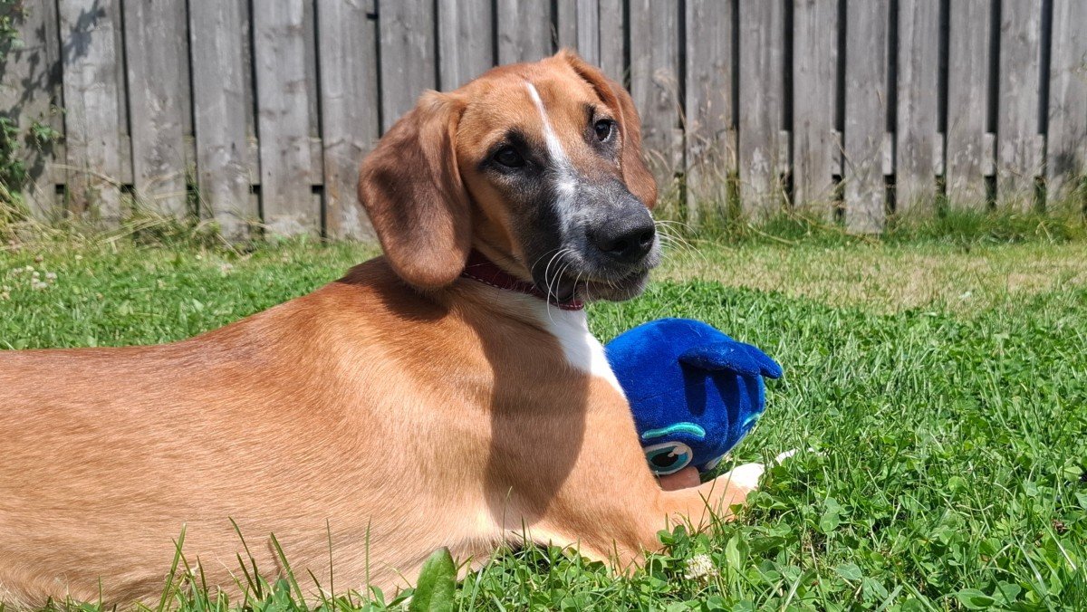 Zoë