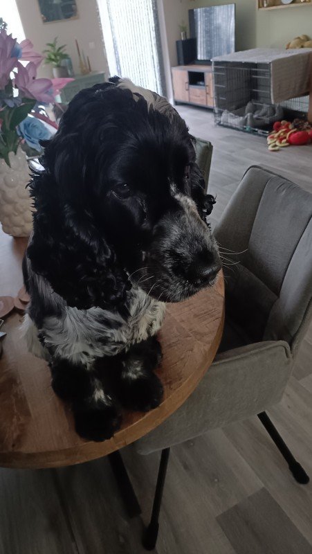 Finley