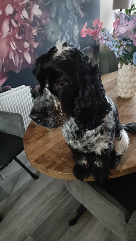 Finley