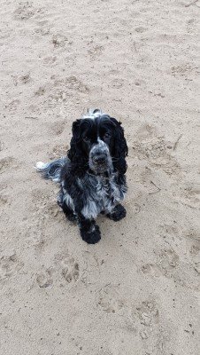 Finley