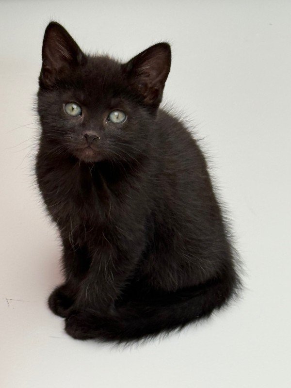 Panther