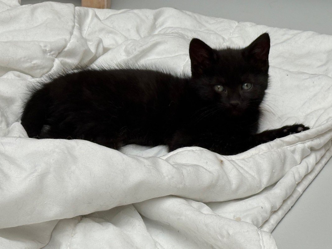 Panther