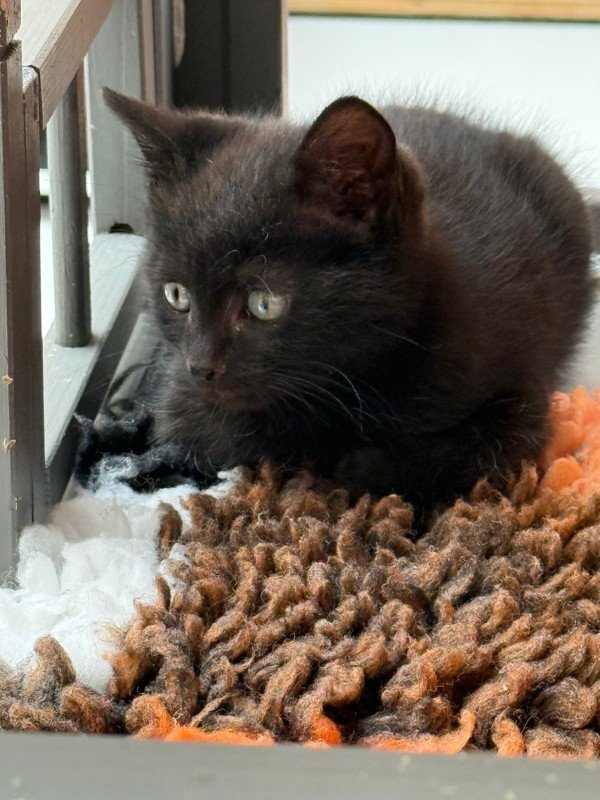 Panther