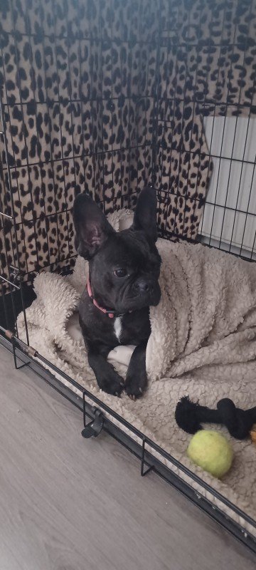 Roxy