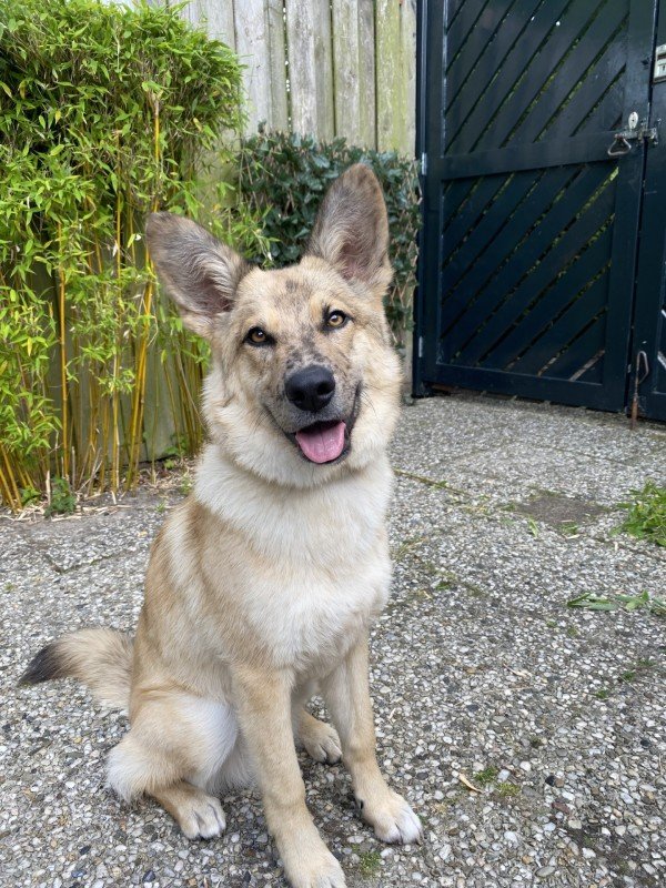 Bowie