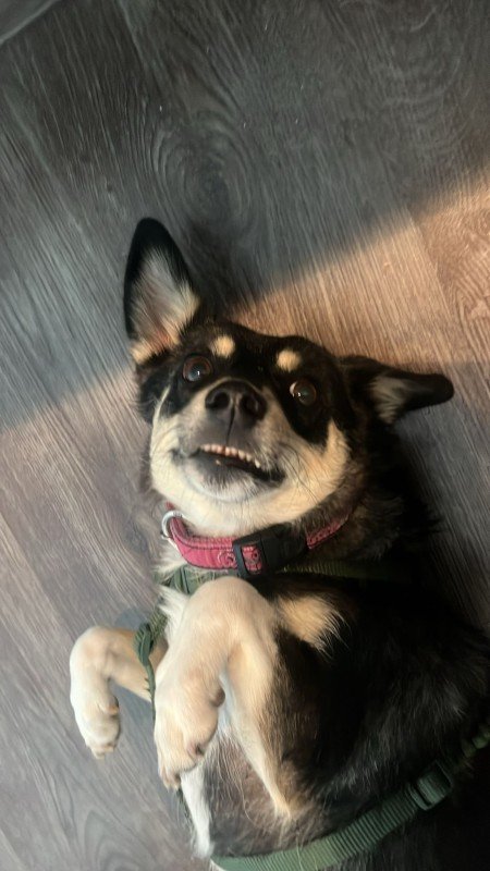 Devi