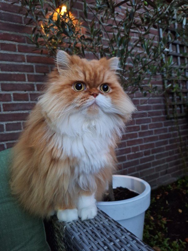 Monty