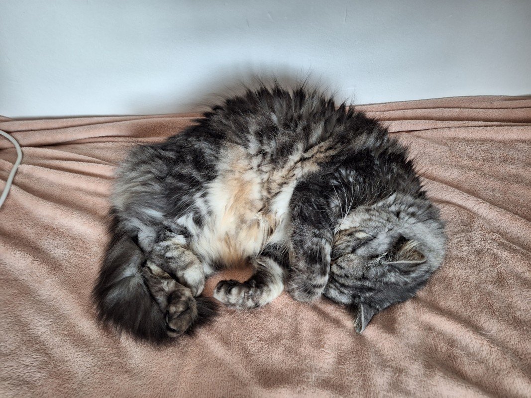Musti