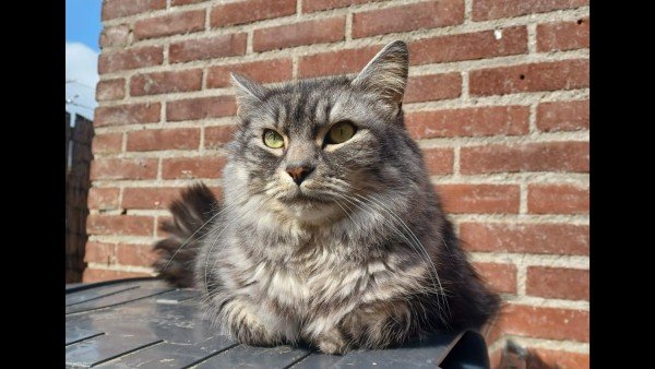 Musti