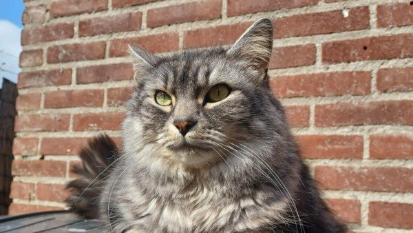 Musti