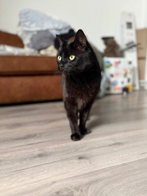 Dakota