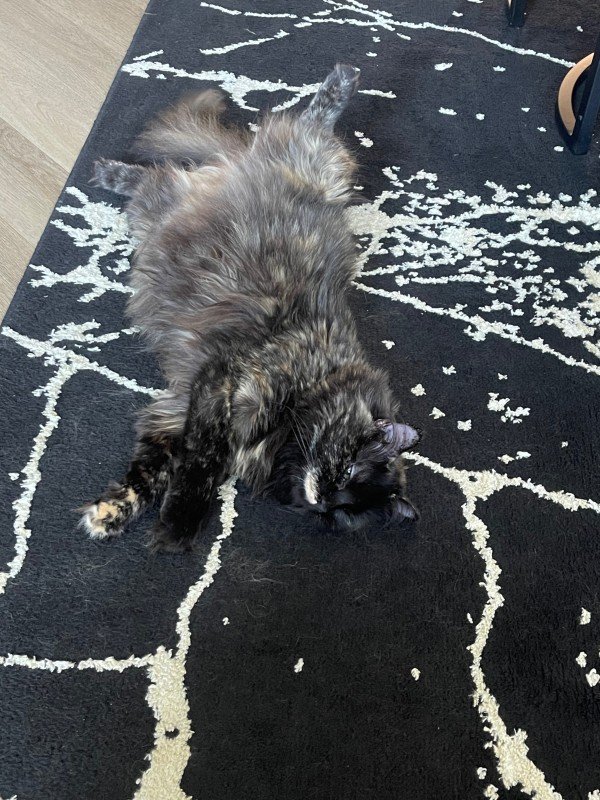 Simba