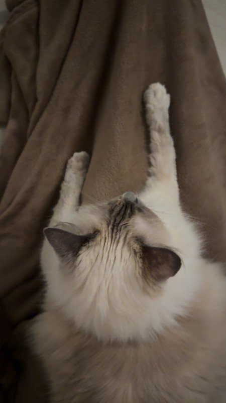 Yuki