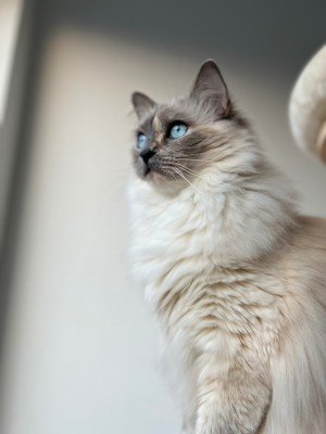 Yuki