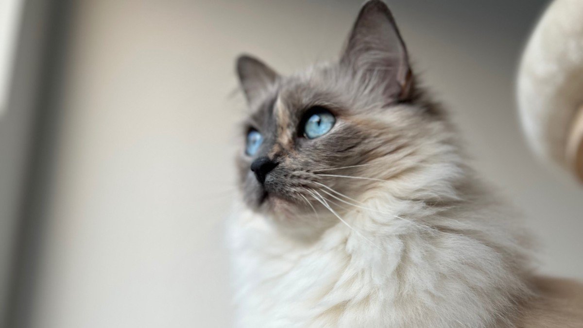 Yuki