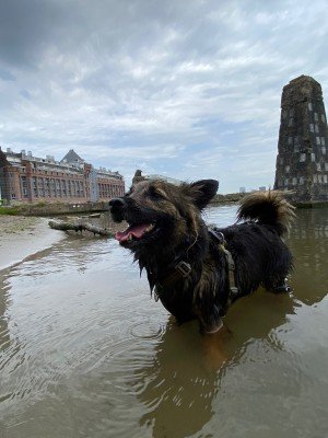 Indy