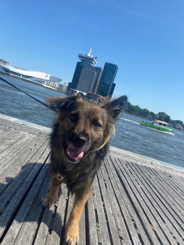 Indy