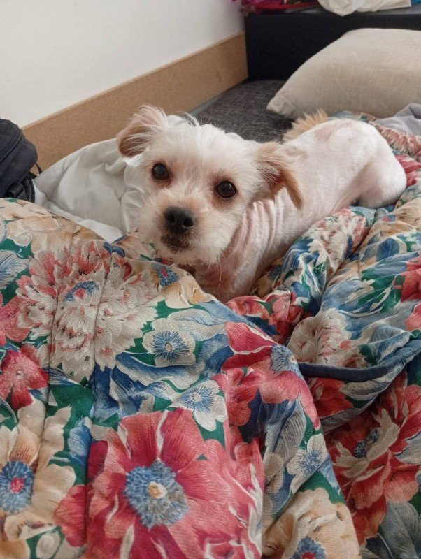 Pip