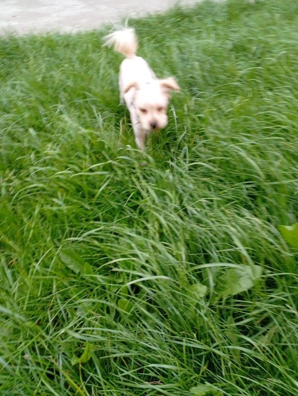 Pip