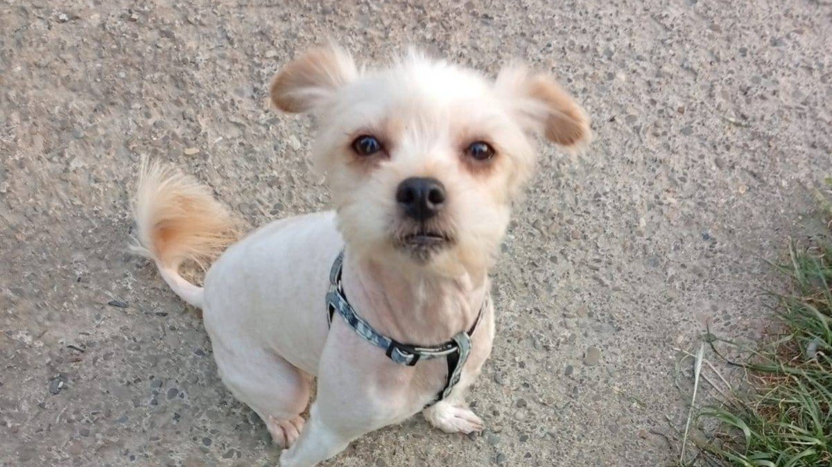 Pip