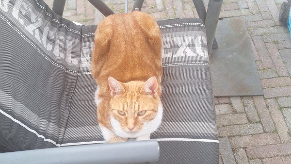 Cato