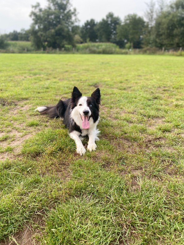 Darcy