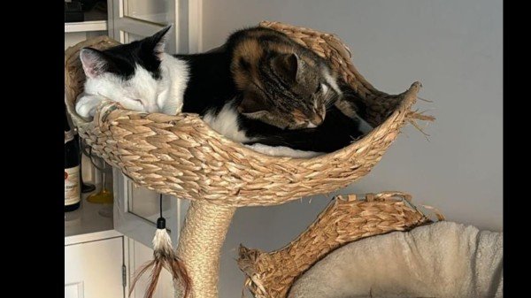 Poes