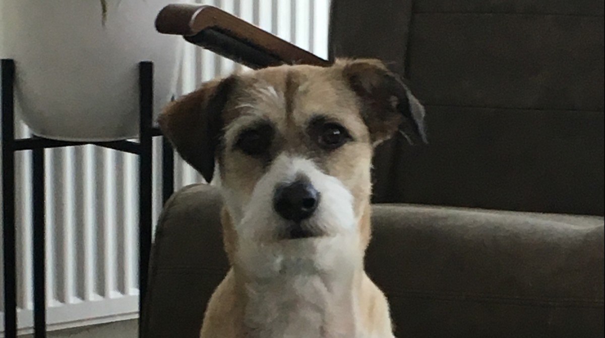 Bailey