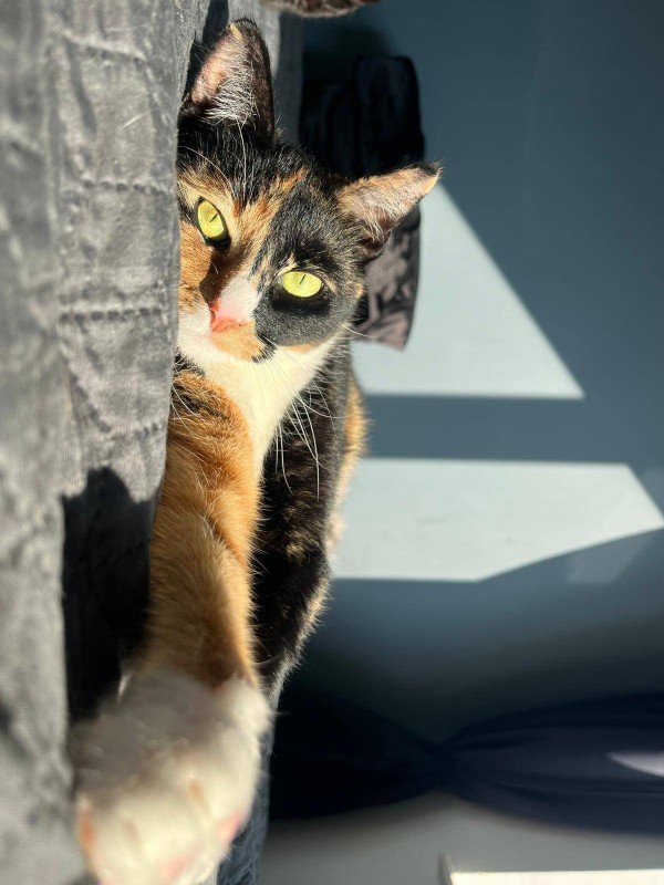 Loki