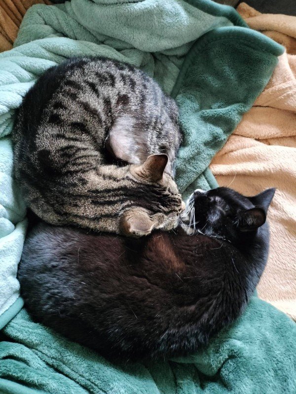 Nova
