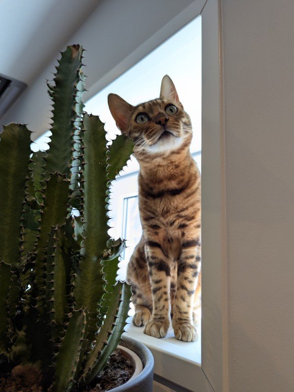 Simba