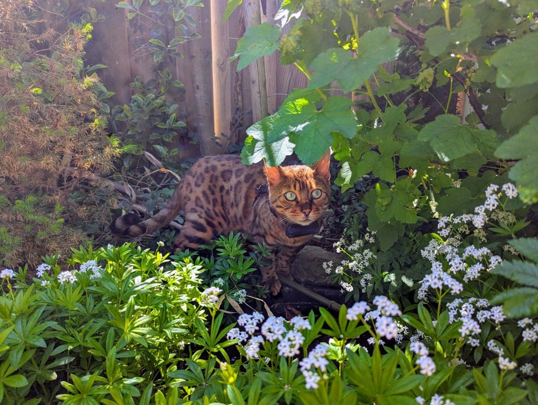 Simba