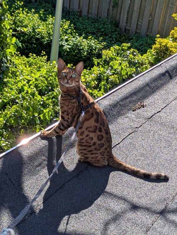 Simba