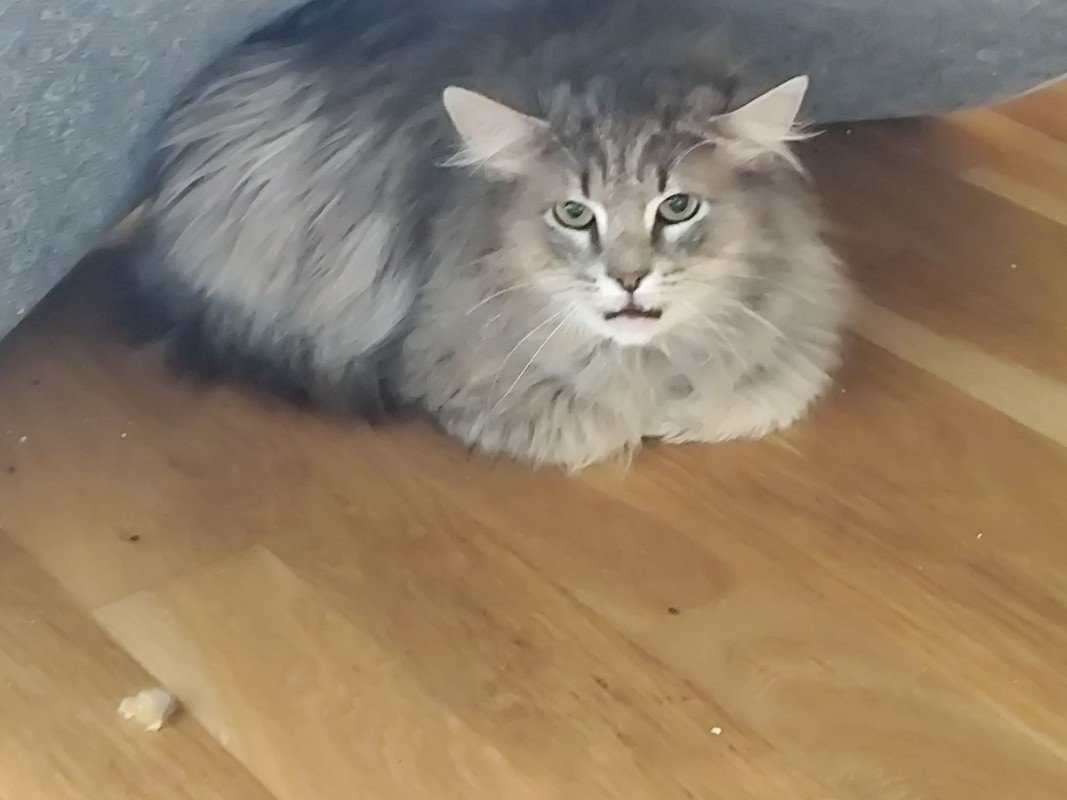 TOM