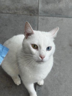 Rakı