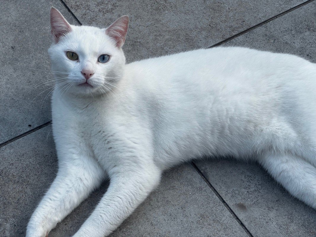 Rakı
