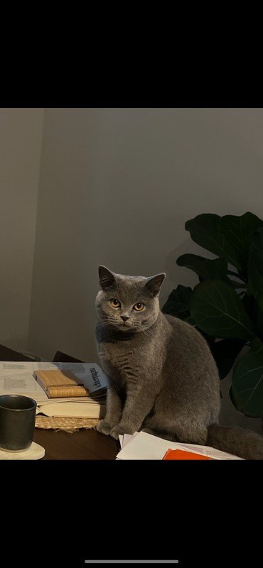 Miso