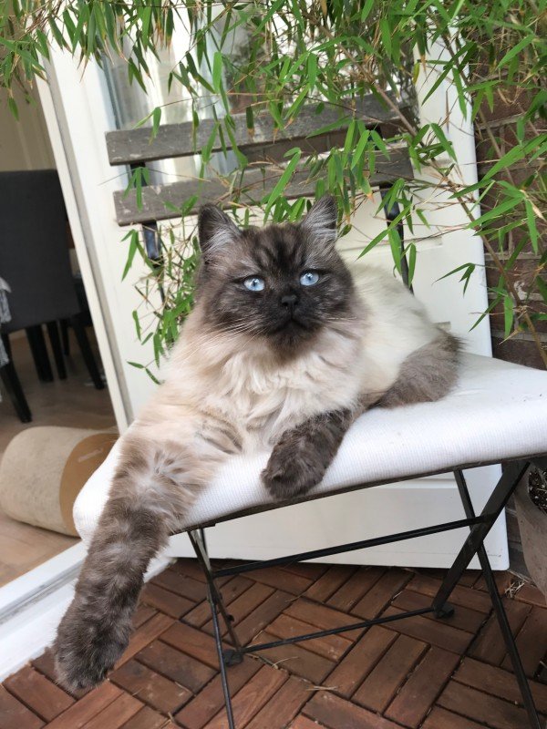 Lola