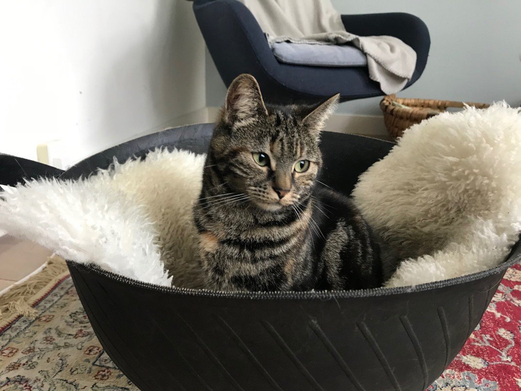 Jet
