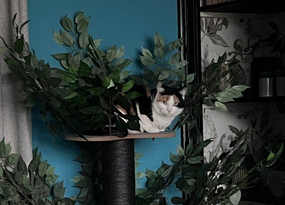 Nala