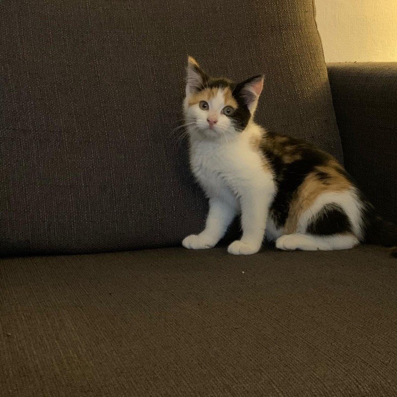 Nala