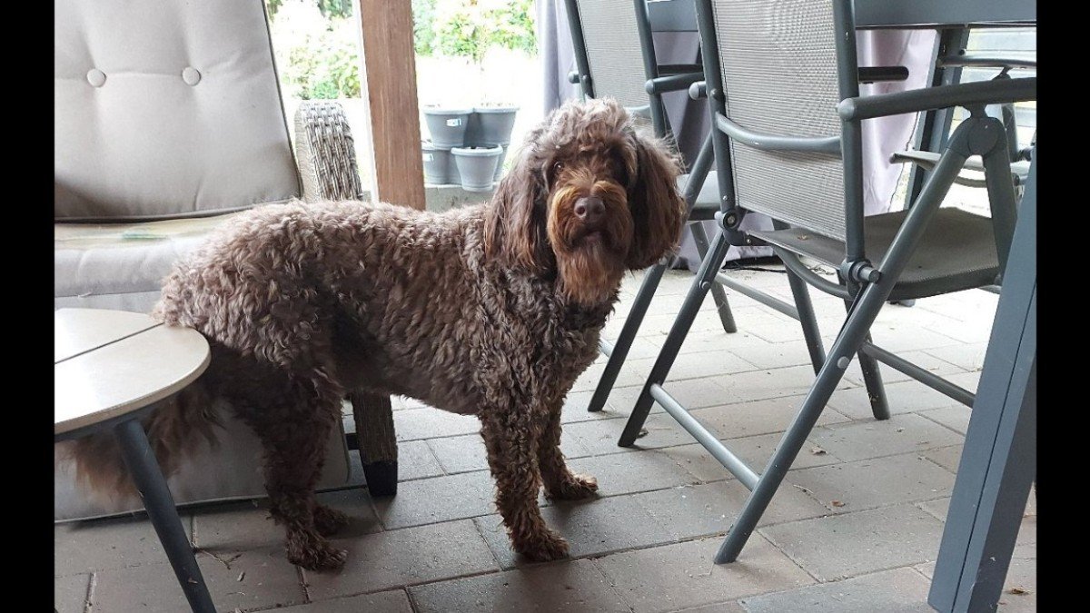Tygo