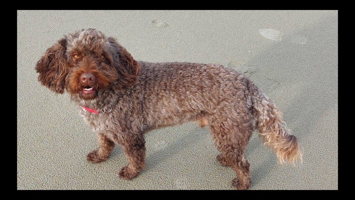 Tygo
