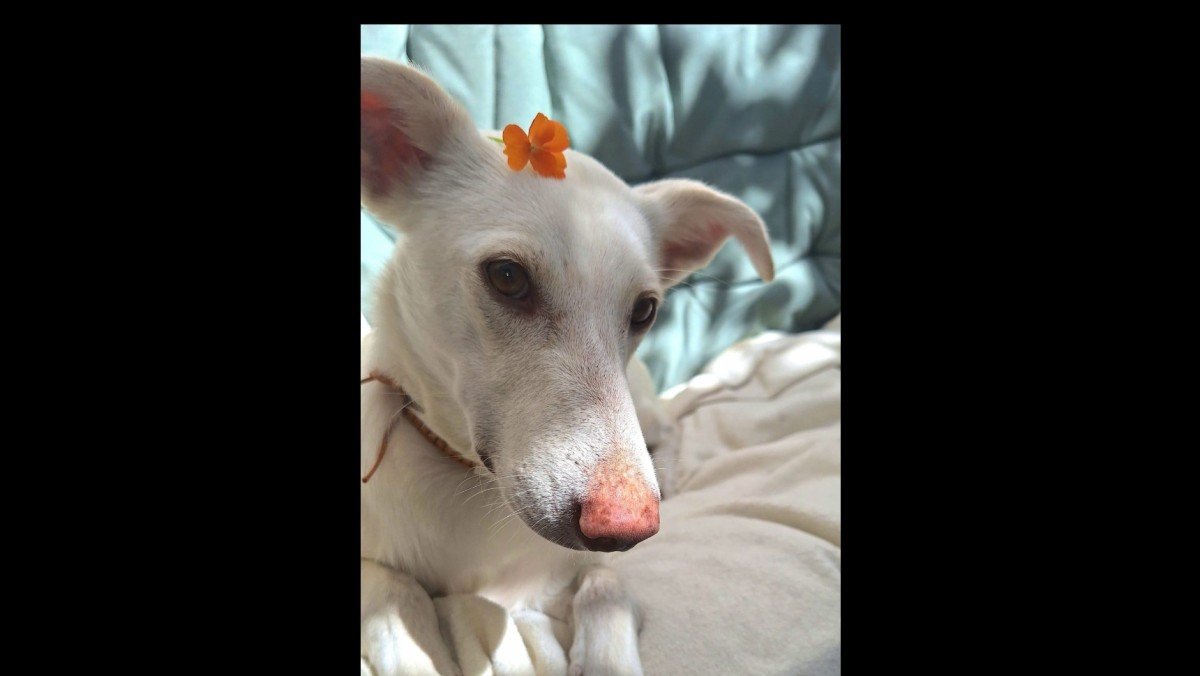 Althea