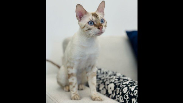 Ziggy