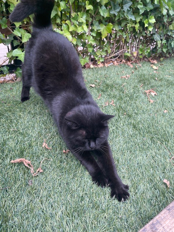 Lila
