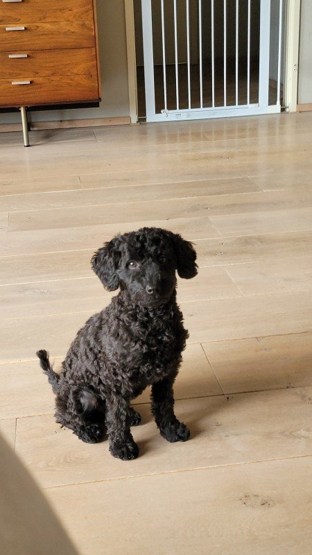 Floortje